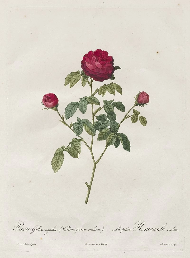 French Rose - Cleveland Museum of Art
